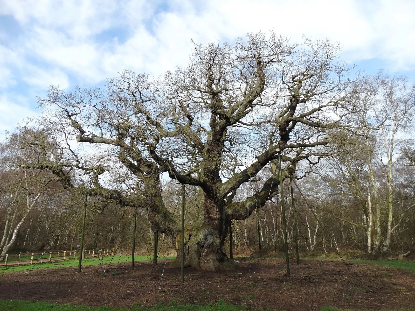 The Major Oak in Sherwood Forest, its bare branches held up by green metal props